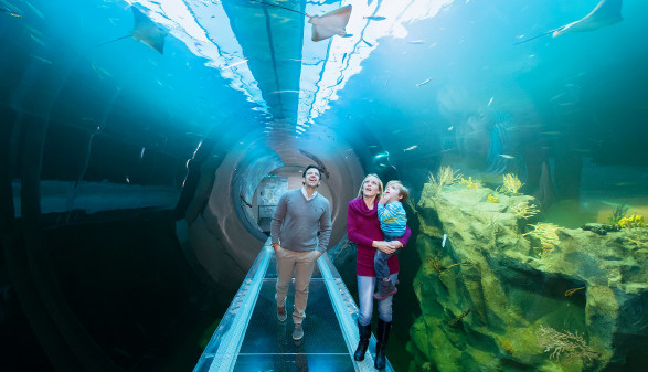 Atlantiktunnel im Haus des Meeres © Daniel Zupanc Atlantiktunnel im Haus des Meeres © Daniel Zupanc