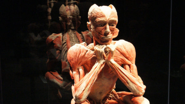 © Gunther von Hagens Eine Reise unter die Haut! © Gunther von Hagens
