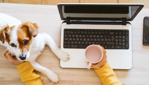 Junge Frau arbeitet am Laptop. Kleiner Hund sitzt bei ihr.