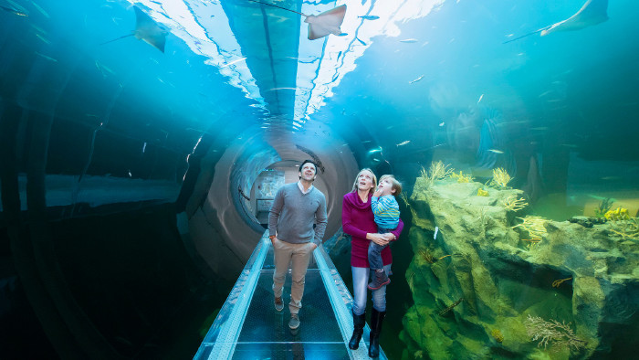 Atlantiktunnel im Haus des Meeres © Daniel Zupanc Atlantiktunnel im Haus des Meeres © Daniel Zupanc