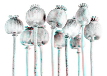 3D-Fotografie vom Schlafmohn 