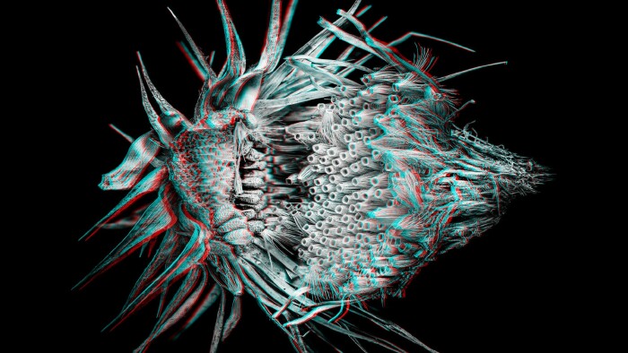 3D-Fotografie einer Distel © Sebastian Cramer 3D-Fotografie einer Distel