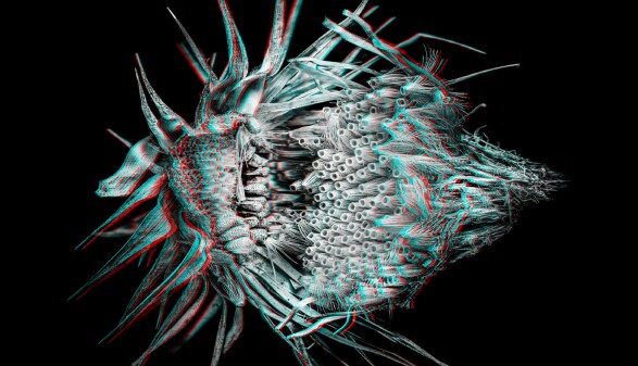 3D-Fotografie einer Distel