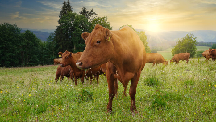 Kühe auf der Weide © K I Photography, stock.adobe.com